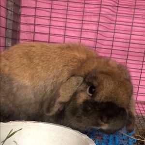 Meet your Posher, Dakota